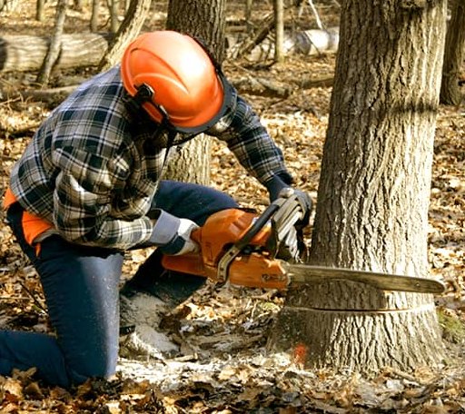 Tree Removal in Lubec, ME
